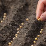 Servizi di selezione sementi a Legnago